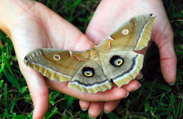 tatuaggi falena