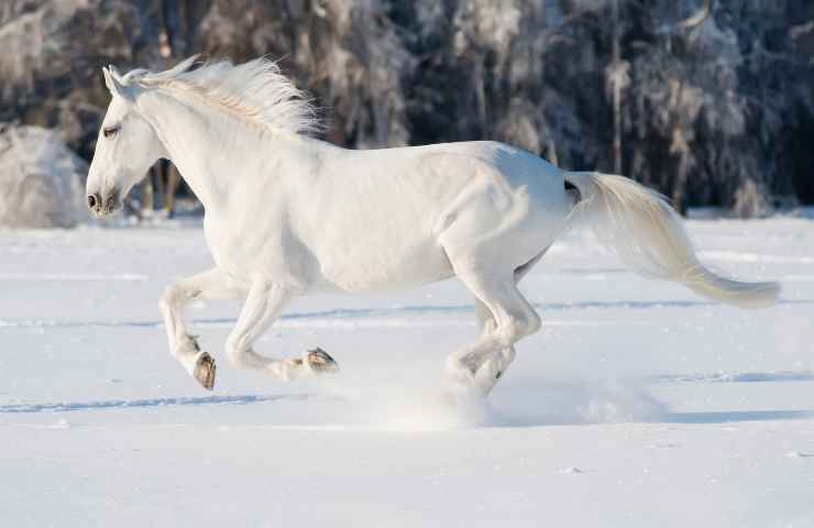 tatuaggi cavallo